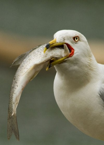 Ring-billed-Gull_Mircea-Costina.jpg