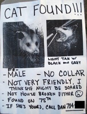 CatPoster.JPG