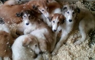 Borzoi Pups.JPG